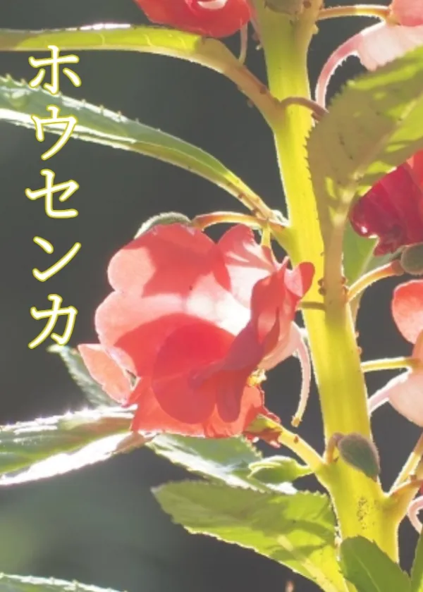 ホウセンカ